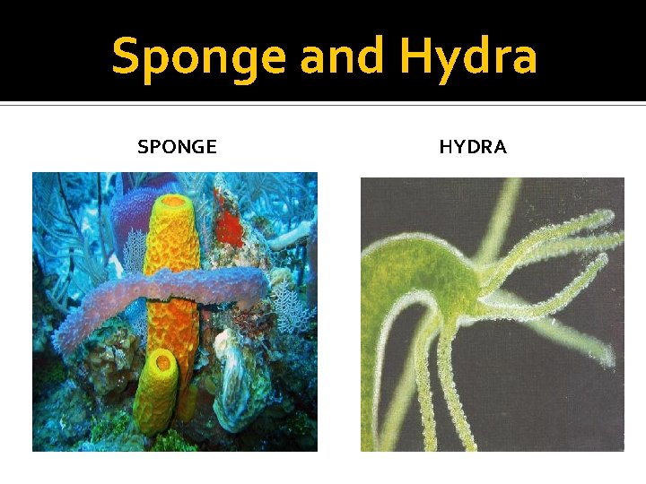 Sponge and Hydra SPONGE HYDRA 