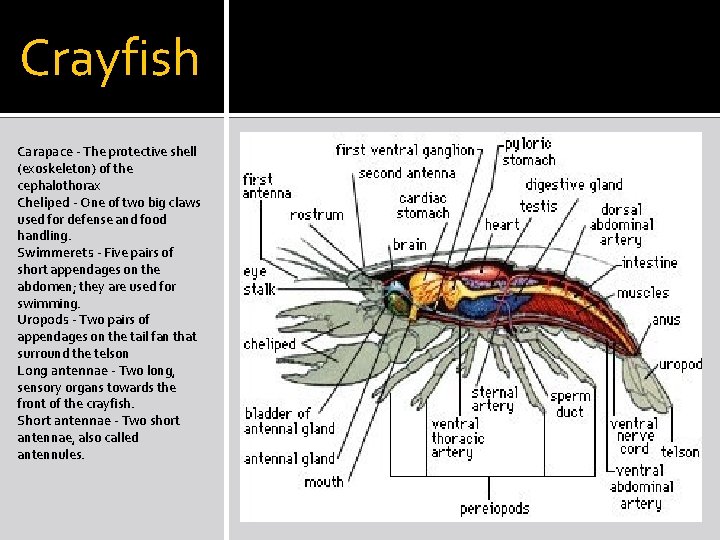 Crayfish Carapace - The protective shell (exoskeleton) of the cephalothorax Cheliped - One of