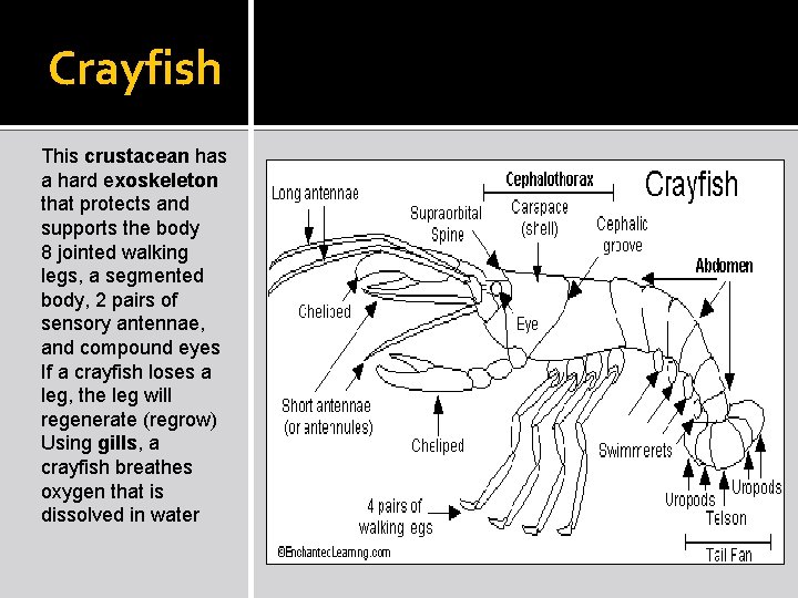 Crayfish This crustacean has a hard exoskeleton that protects and supports the body 8