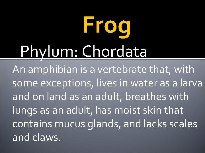 Frog Phylum: Chordata An amphibian is a vertebrate that, with some exceptions, lives in
