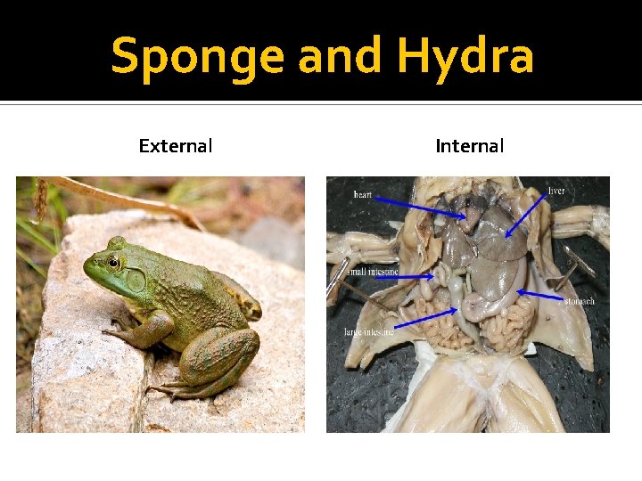 Sponge and Hydra External Internal 
