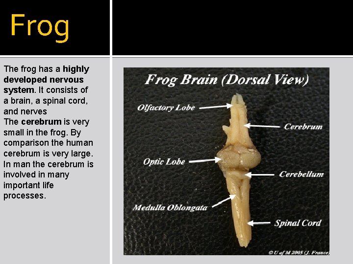 Frog The frog has a highly developed nervous system. It consists of a brain,