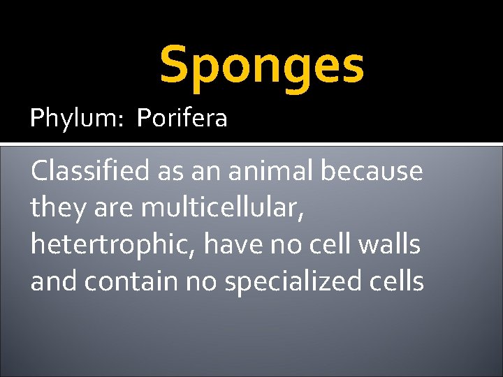 Sponges Phylum: Porifera Classified as an animal because they are multicellular, hetertrophic, have no