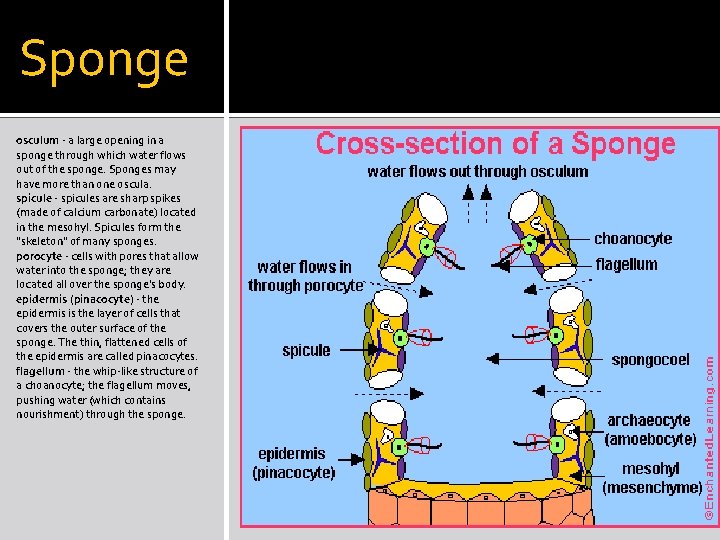 Sponge osculum - a large opening in a sponge through which water flows out