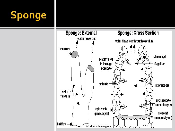 Sponge 