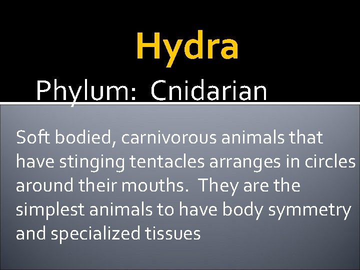 Hydra Phylum: Cnidarian Soft bodied, carnivorous animals that have stinging tentacles arranges in circles