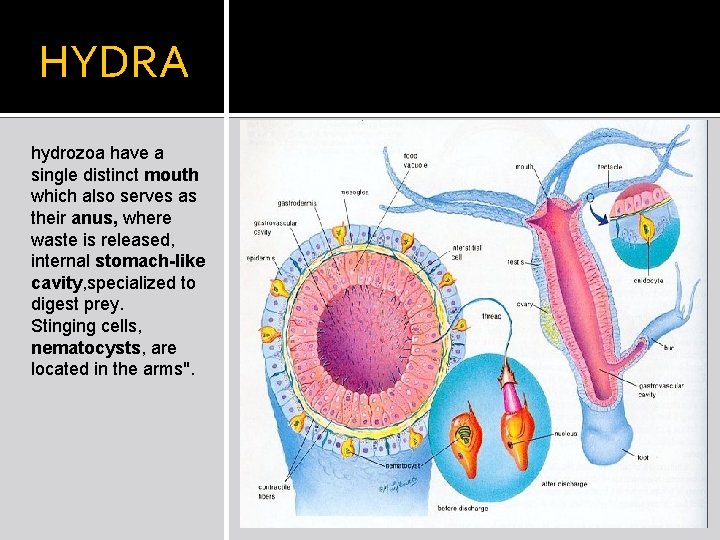 HYDRA hydrozoa have a single distinct mouth which also serves as their anus, where