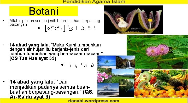 Botani • Allah ciptakan semua jenih buah-buahan berpasangan ● • [٥٣: ٢٠] ﺍ ﺍﺍ