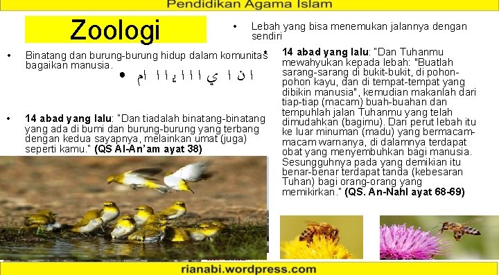 Zoologi • Lebah yang bisa menemukan jalannya dengan sendiri Binatang dan burung-burung hidup dalam