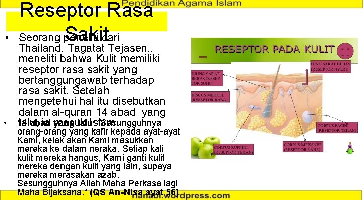  • Reseptor Rasa Sakitdari Seorang peneliti Thailand, Tagatat Tejasen. , meneliti bahwa Kulit