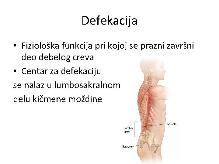 Defekacija • Fiziološka funkcija pri kojoj se prazni završni deo debelog creva • Centar