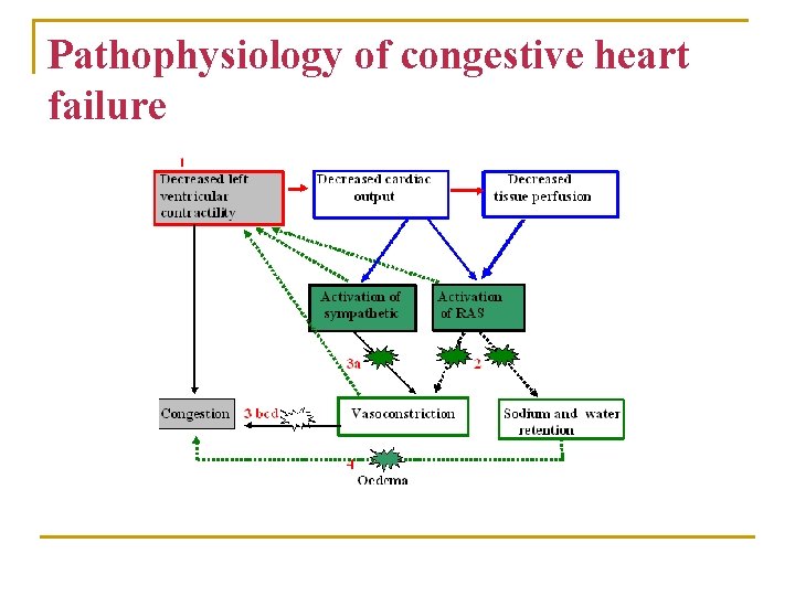 Pathophysiology of congestive heart failure 