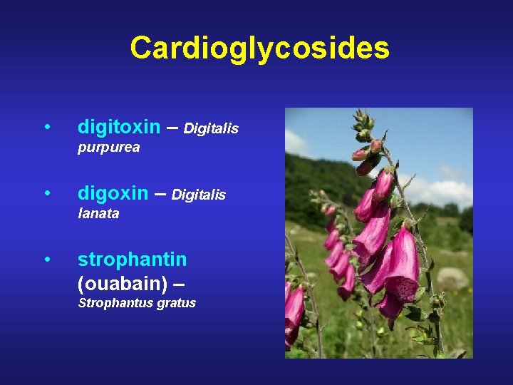 Cardioglycosides • digitoxin – Digitalis purpurea • digoxin – Digitalis lanata • strophantin (ouabain)