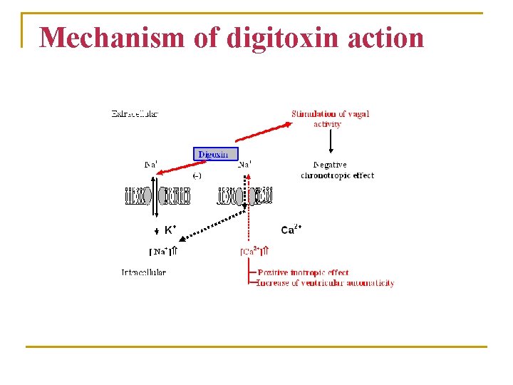 Mechanism of digitoxin action 