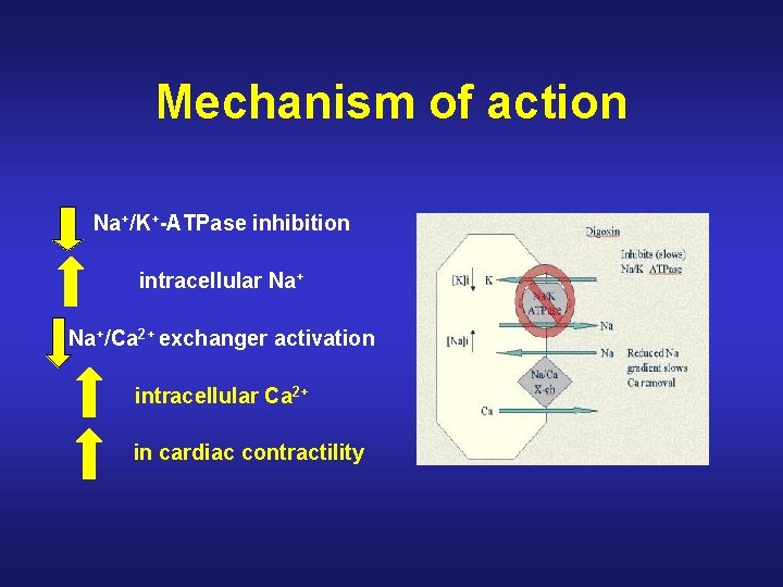 Mechanism of action Na+/K+-ATPase inhibition intracellular Na+/Ca 2+ exchanger activation intracellular Ca 2+ in