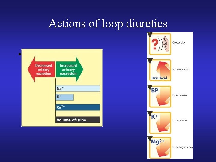 Actions of loop diuretics • 