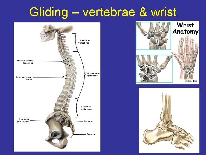Gliding – vertebrae & wrist 