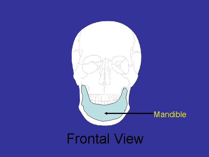 Mandible Frontal View 