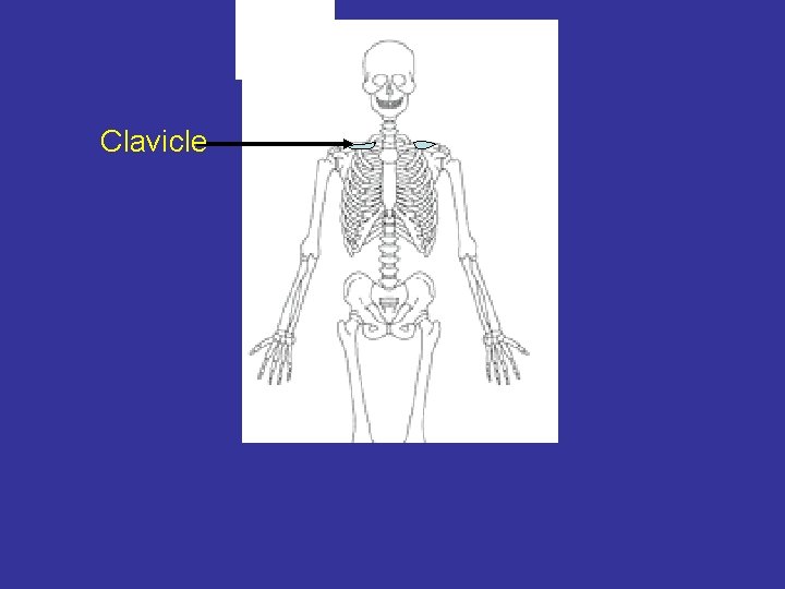 Clavicle 