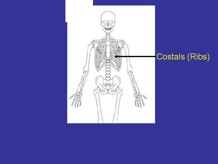 Costals (Ribs) 