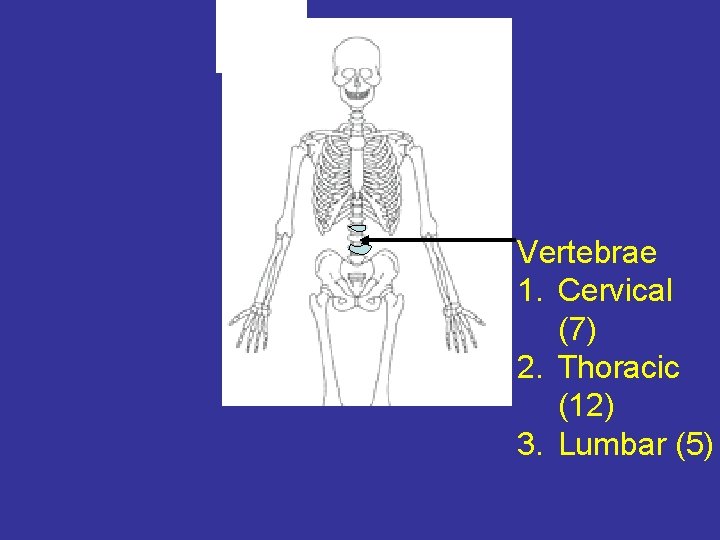 Vertebrae 1. Cervical (7) 2. Thoracic (12) 3. Lumbar (5) 