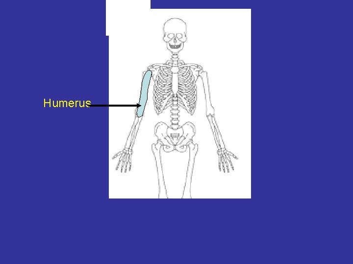 Humerus 