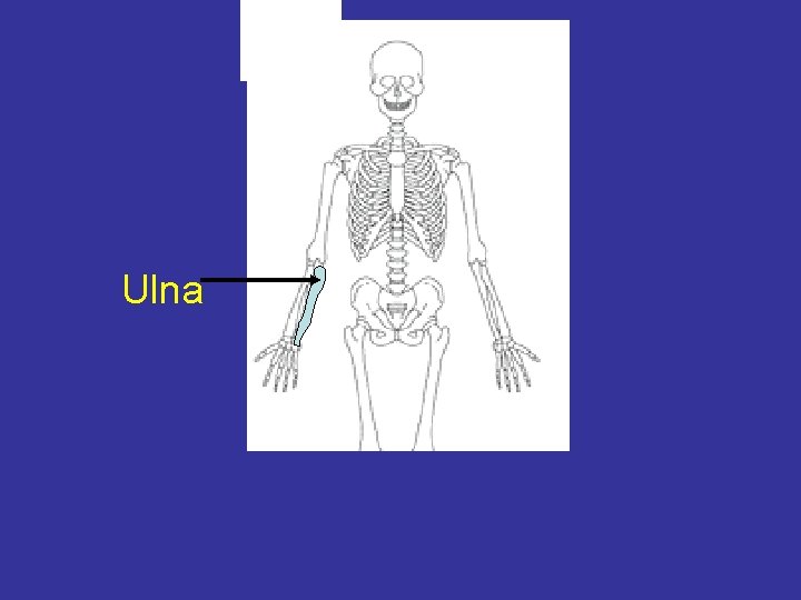 Ulna 