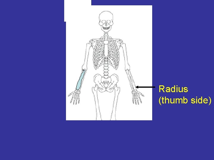Radius (thumb side) 