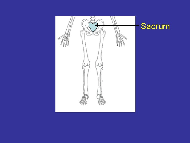 Sacrum 