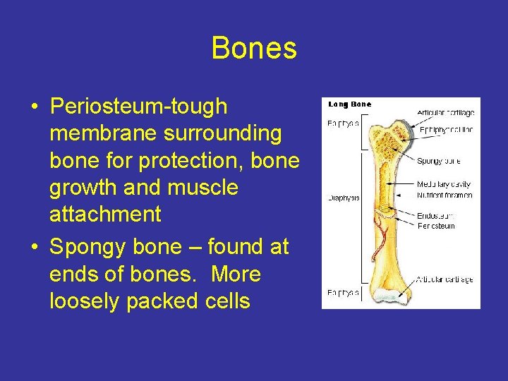 Bones • Periosteum-tough membrane surrounding bone for protection, bone growth and muscle attachment •