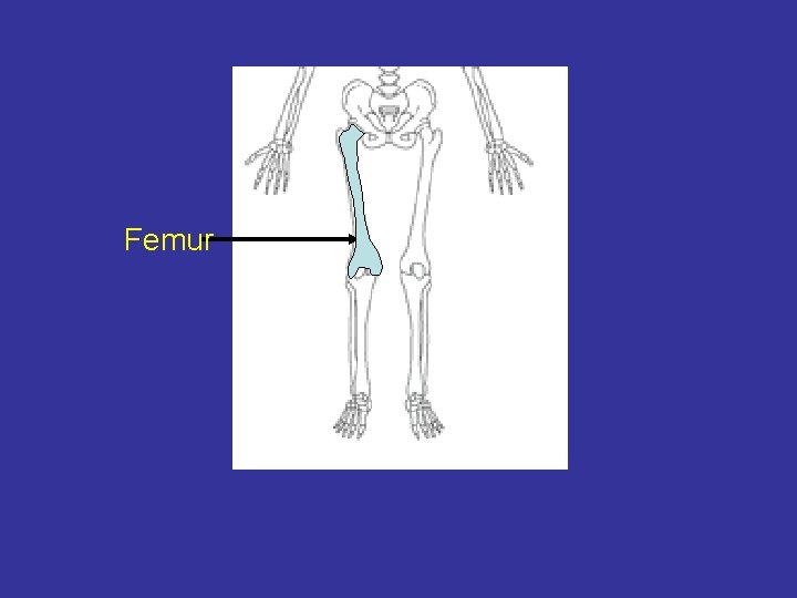 Femur 