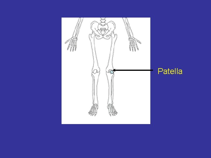 Patella 
