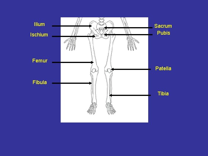 Ilium Ischium Sacrum Pubis Femur Patella Fibula Tibia 