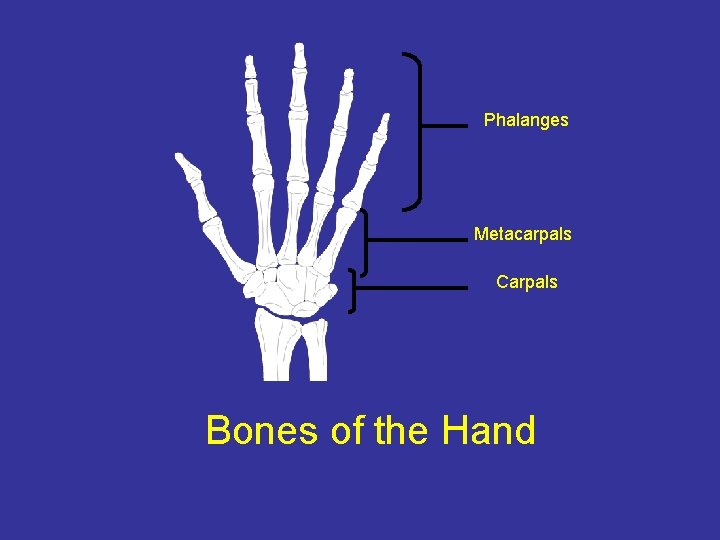 Phalanges Metacarpals Carpals Bones of the Hand 