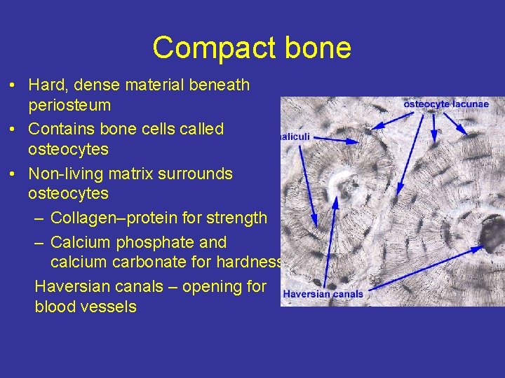 Compact bone • Hard, dense material beneath periosteum • Contains bone cells called osteocytes