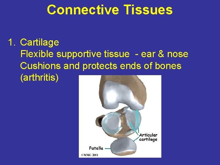 Connective Tissues 1. Cartilage Flexible supportive tissue - ear & nose Cushions and protects