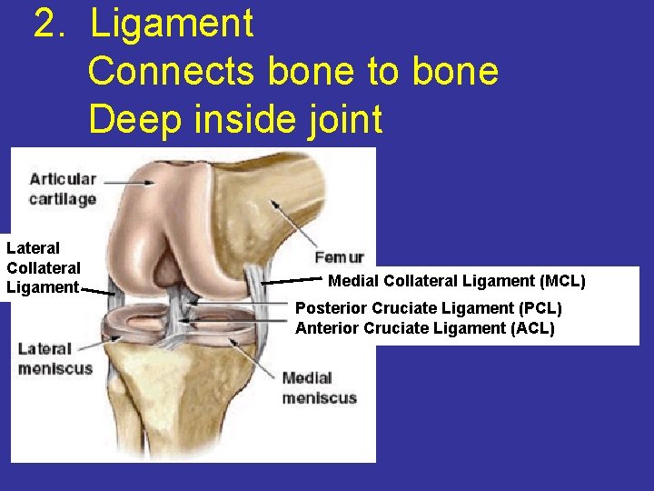 2. Ligament Connects bone to bone Deep inside joint Lateral Collateral Ligament Medial Collateral