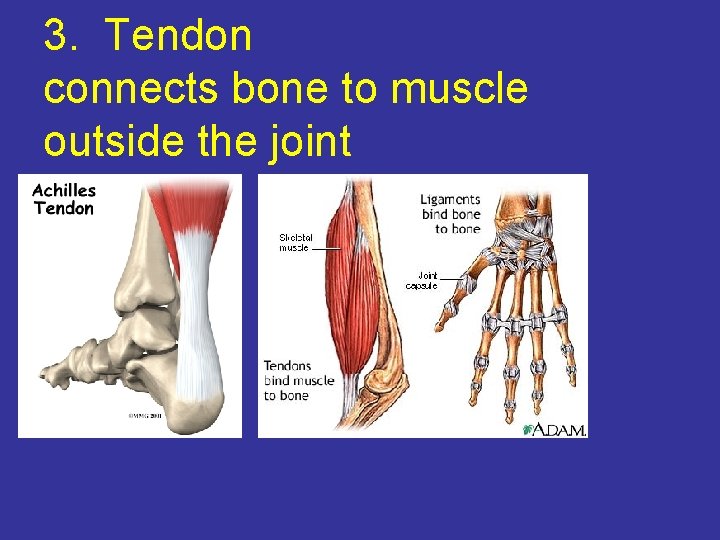 3. Tendon connects bone to muscle outside the joint 