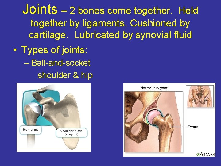 Joints – 2 bones come together. Held together by ligaments. Cushioned by cartilage. Lubricated