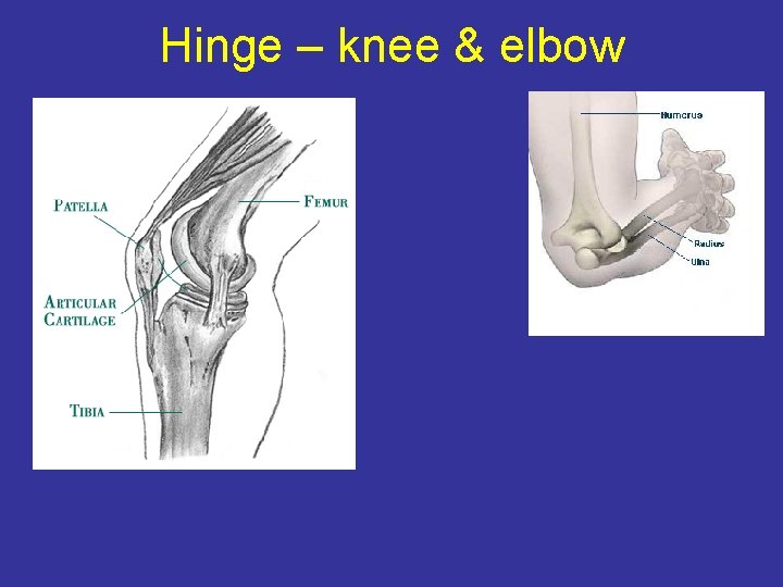 Hinge – knee & elbow 