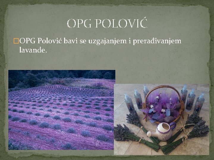 OPG POLOVIĆ �OPG Polović bavi se uzgajanjem i prerađivanjem lavande. 