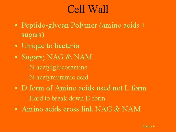 Cell Wall • Peptido-glycan Polymer (amino acids + sugars) • Unique to bacteria •