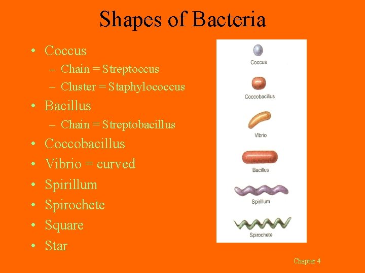 Shapes of Bacteria • Coccus – Chain = Streptoccus – Cluster = Staphylococcus •