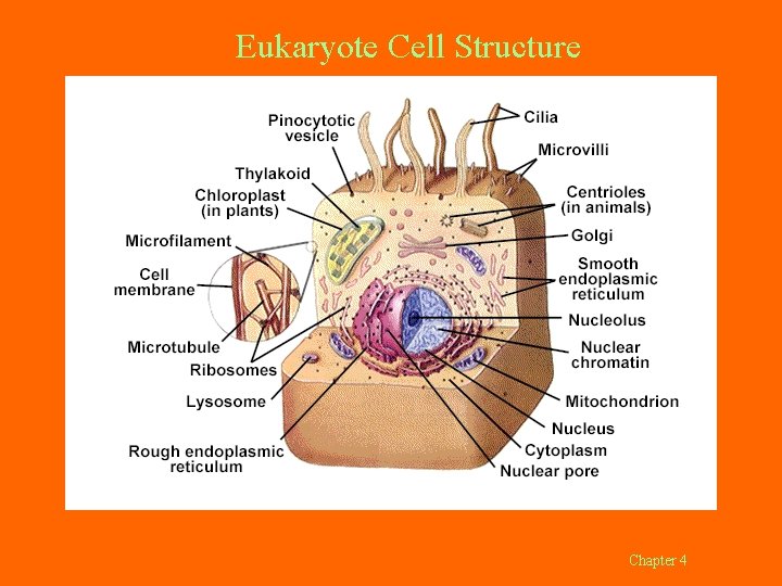 Eukaryote Cell Structure Chapter 4 