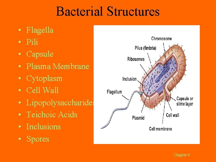 Bacterial Structures • • • Flagella Pili Capsule Plasma Membrane Cytoplasm Cell Wall Lipopolysaccharides