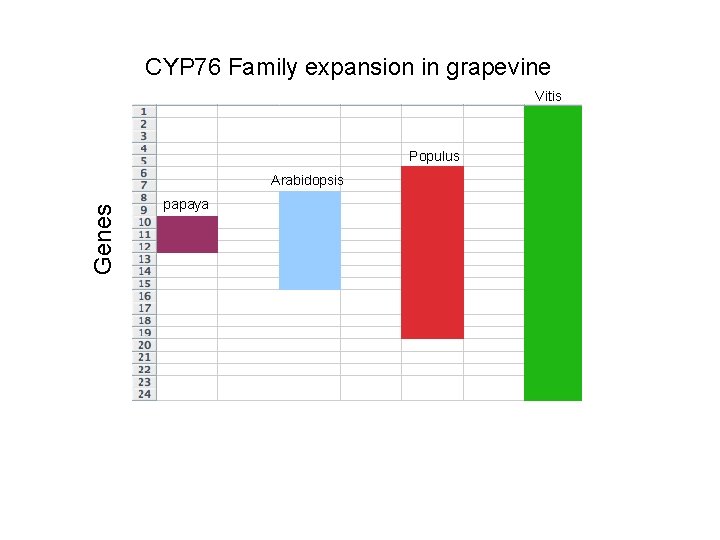 CYP 76 Family expansion in grapevine Vitis Populus Genes Arabidopsis papaya 