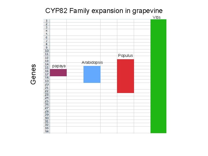 CYP 82 Family expansion in grapevine Vitis Genes Populus papaya Arabidopsis 