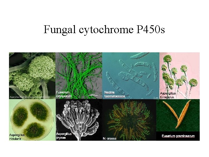 Fungal cytochrome P 450 s 