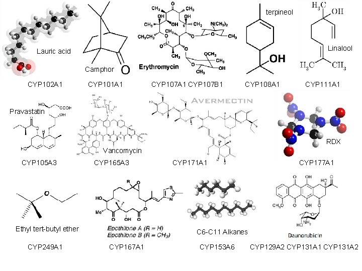 terpineol Linalool Lauric acid Camphor CYP 102 A 1 CYP 101 A 1 CYP