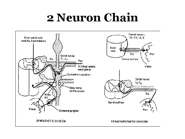 2 Neuron Chain 